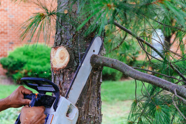 Reliable Sour Lake, TX Tree Removal Solutions